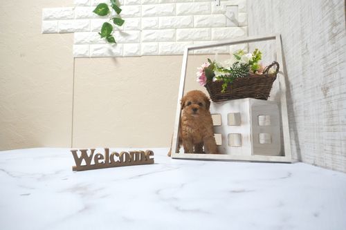 滋賀県のトイプードル(トイ) (いっぷく湖南店/2025年5月9日生まれ/男の子/レッドフォーン)の子犬