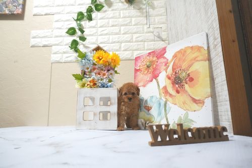 滋賀県のトイプードル(トイ) (いっぷく湖南店/2025年5月9日生まれ/男の子/レッドフォーン)の子犬の4枚目の画像