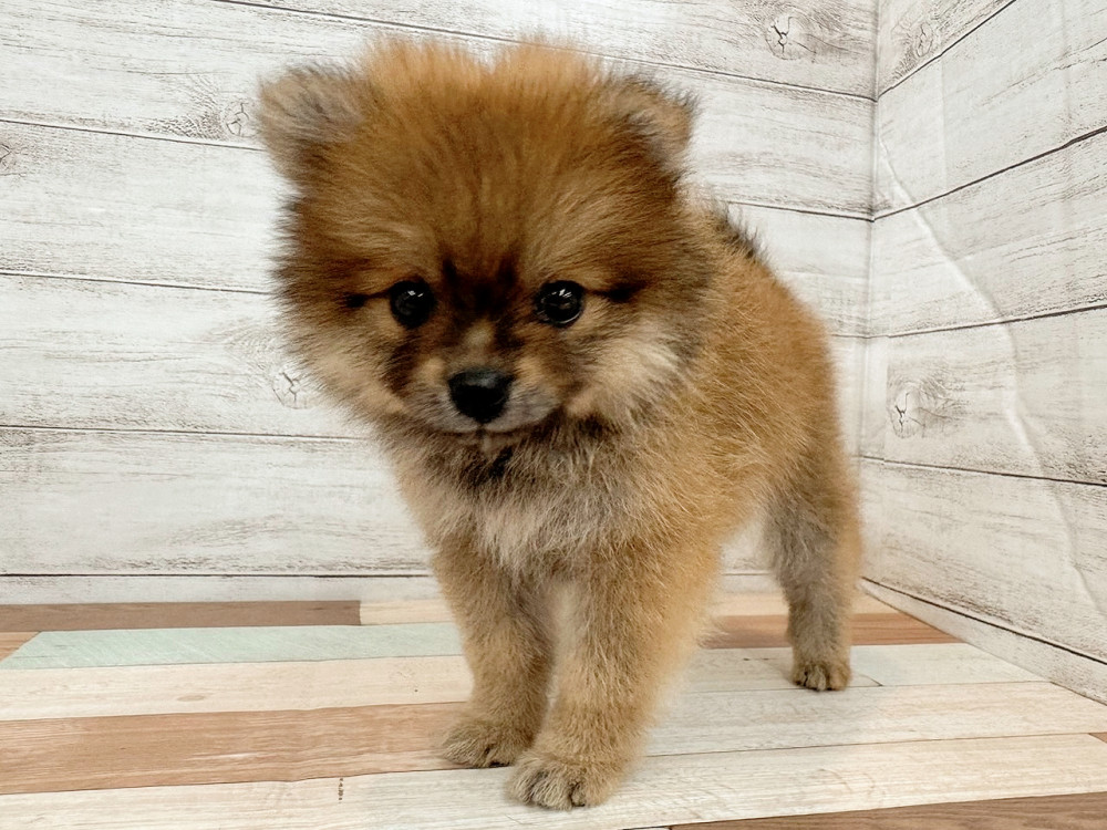 新潟県のポメラニアン (竹内ペット 新潟西店/2025年4月20日生まれ/女の子/オレンジ)の子犬の1枚目の画像