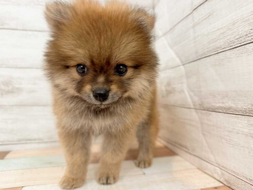 新潟県のポメラニアン (竹内ペット 新潟西店/2025年4月20日生まれ/女の子/オレンジ)の子犬の2枚目の画像