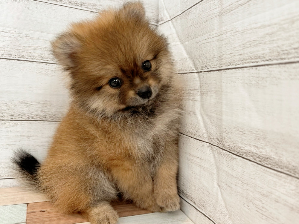 新潟県のポメラニアン (竹内ペット 新潟西店/2025年4月20日生まれ/女の子/オレンジ)の子犬の3枚目の画像