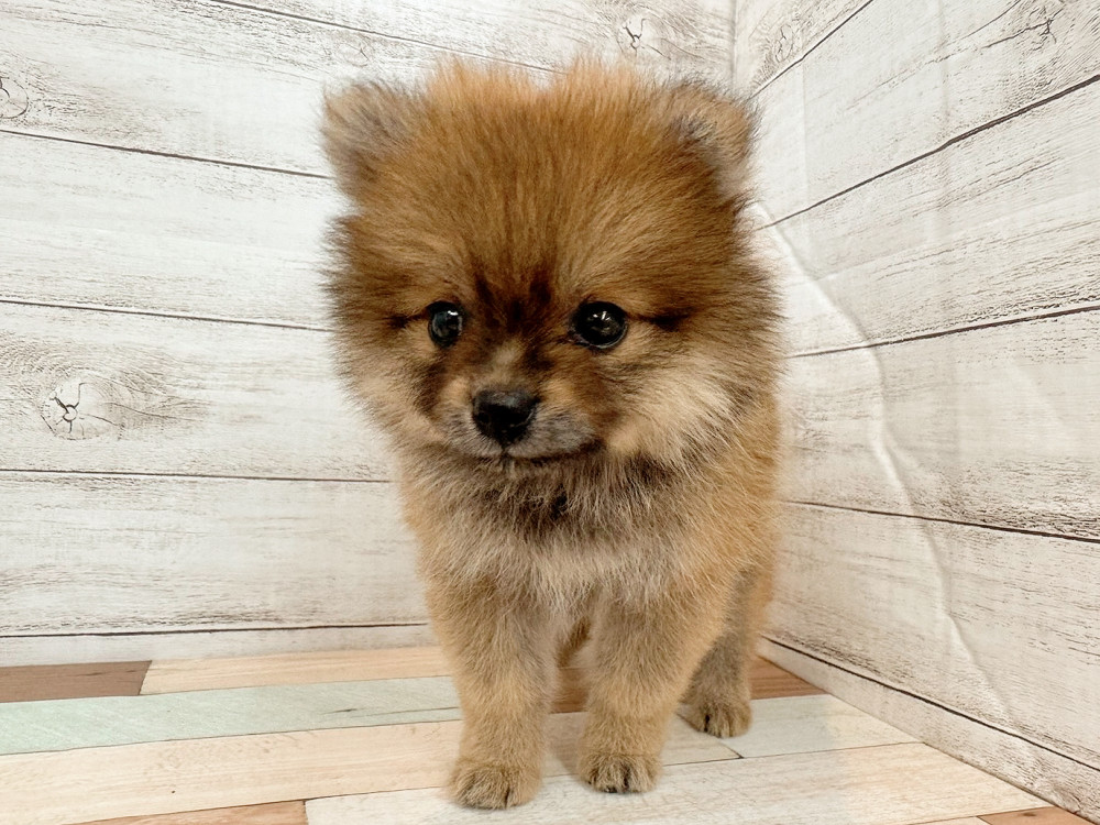 新潟県のポメラニアン (竹内ペット 新潟西店/2025年4月20日生まれ/女の子/オレンジ)の子犬の4枚目の画像