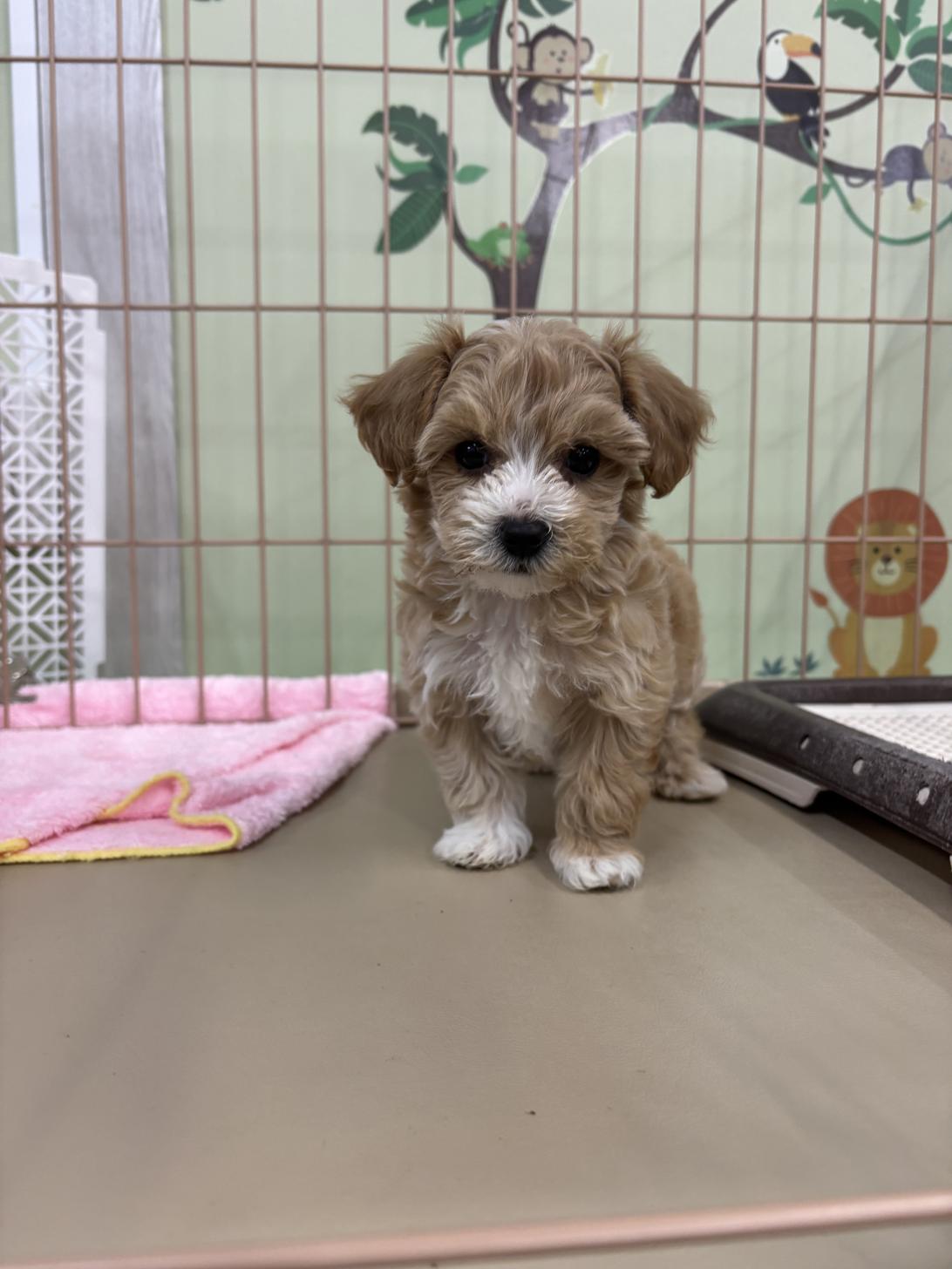 愛知県のマルプー(マルチーズ×プードル) (子いぬの足あと/2026年1月31日生まれ/女の子/アプリコット)の子犬