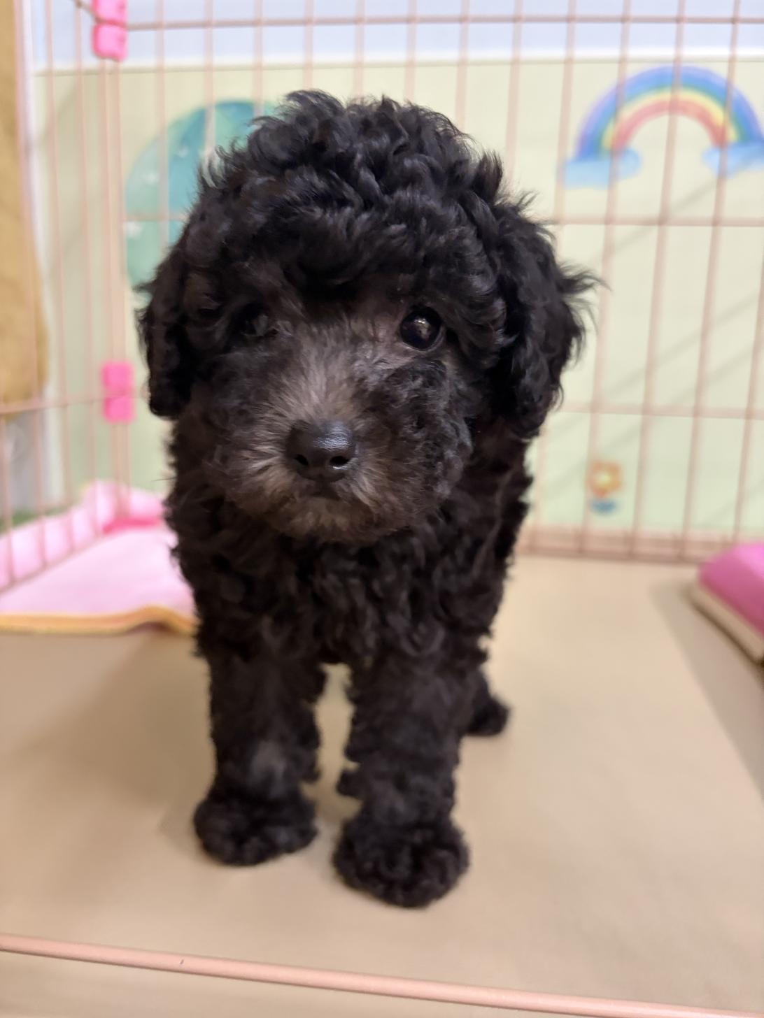 愛知県のトイプードル(トイ) (子いぬの足あと/2026年4月26日生まれ/女の子/シルバー)の子犬