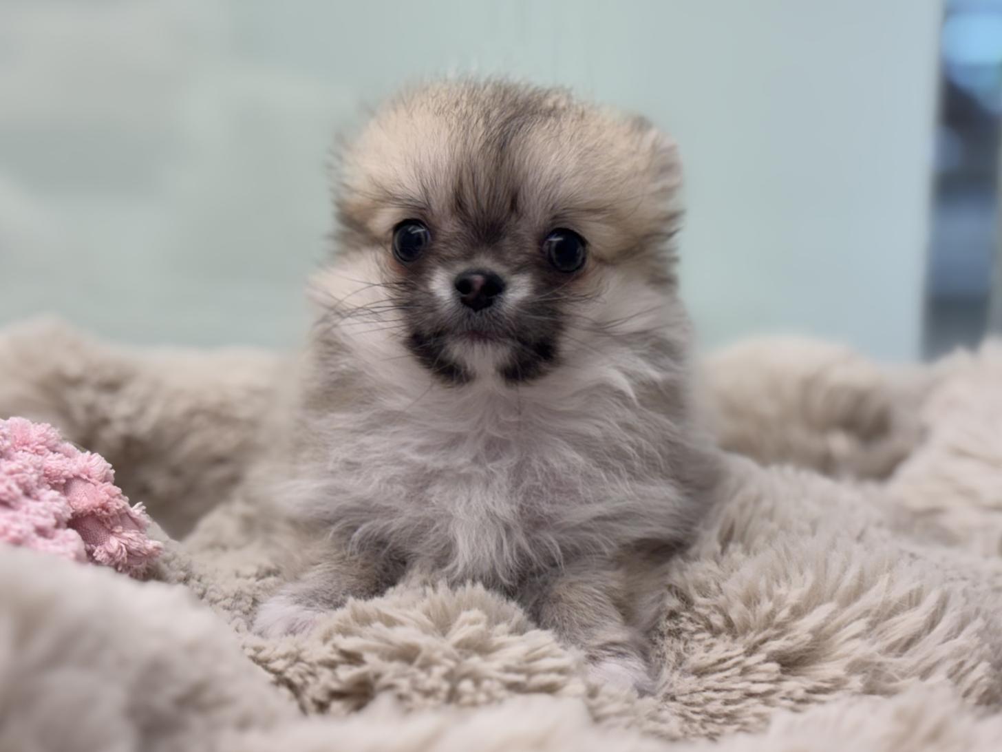 神奈川県のポメチワ/チワポメ/ポメチー(ポメラニアン×チワワ) (Doggy Style 小田原店/2026年1月25日生まれ/男の子/セーブルホワイト)の子犬の1枚目の画像