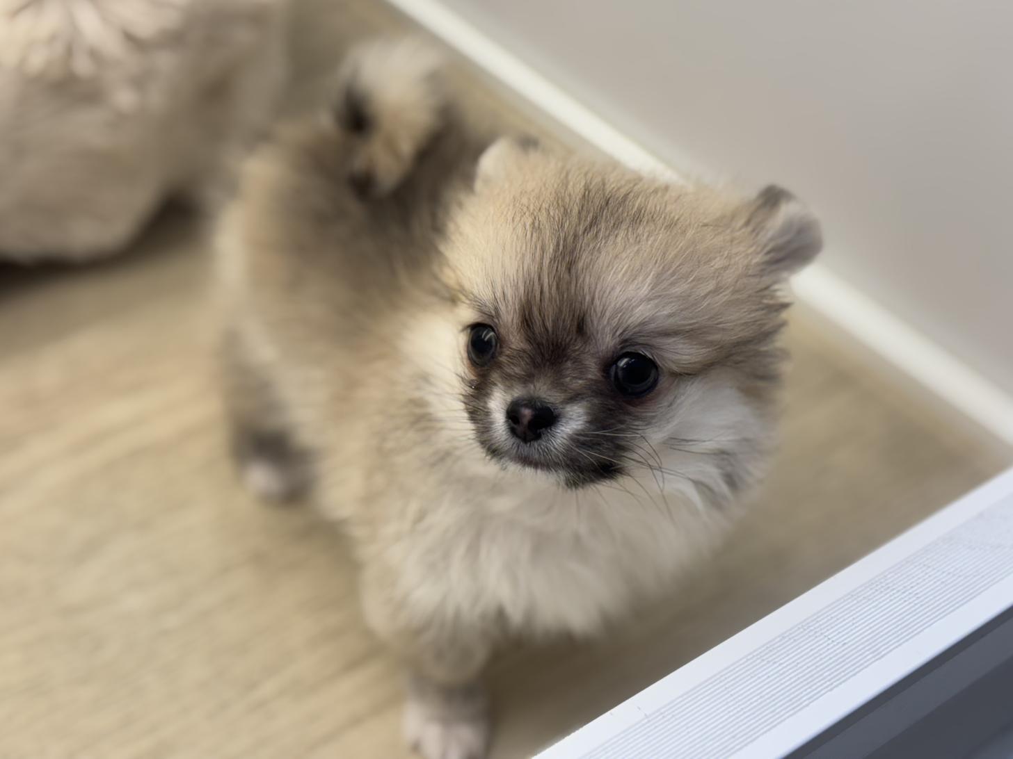 神奈川県のポメチワ/チワポメ/ポメチー(ポメラニアン×チワワ) (Doggy Style 小田原店/2026年1月25日生まれ/男の子/セーブルホワイト)の子犬の2枚目の画像