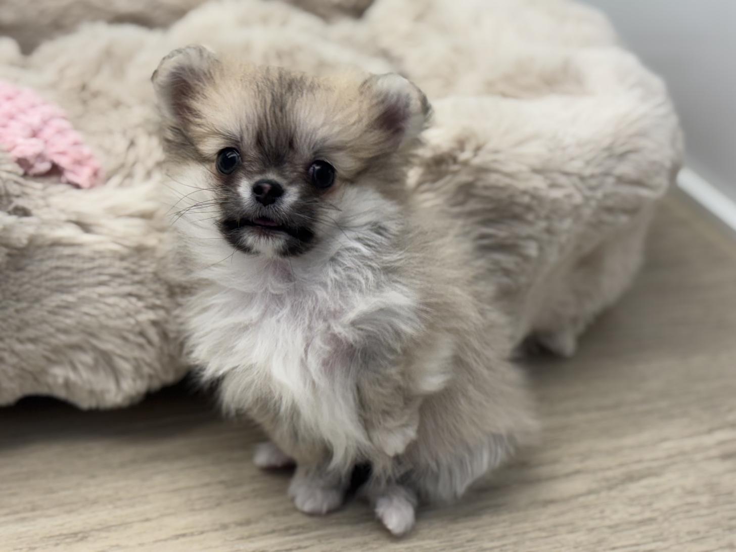 神奈川県のポメチワ/チワポメ/ポメチー(ポメラニアン×チワワ) (Doggy Style 小田原店/2026年1月25日生まれ/男の子/セーブルホワイト)の子犬の3枚目の画像