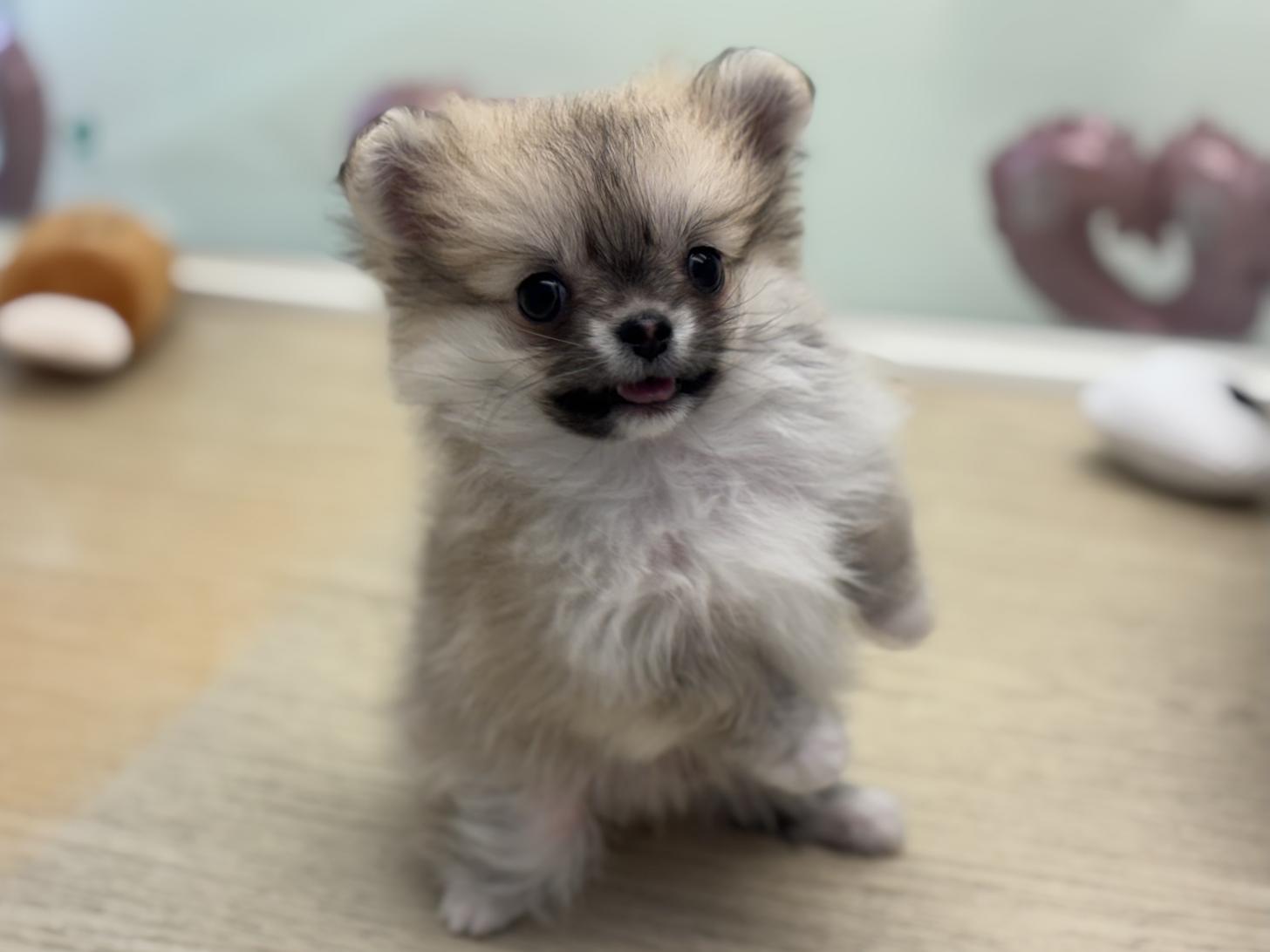 神奈川県のポメチワ/チワポメ/ポメチー(ポメラニアン×チワワ) (Doggy Style 小田原店/2026年1月25日生まれ/男の子/セーブルホワイト)の子犬の4枚目の画像