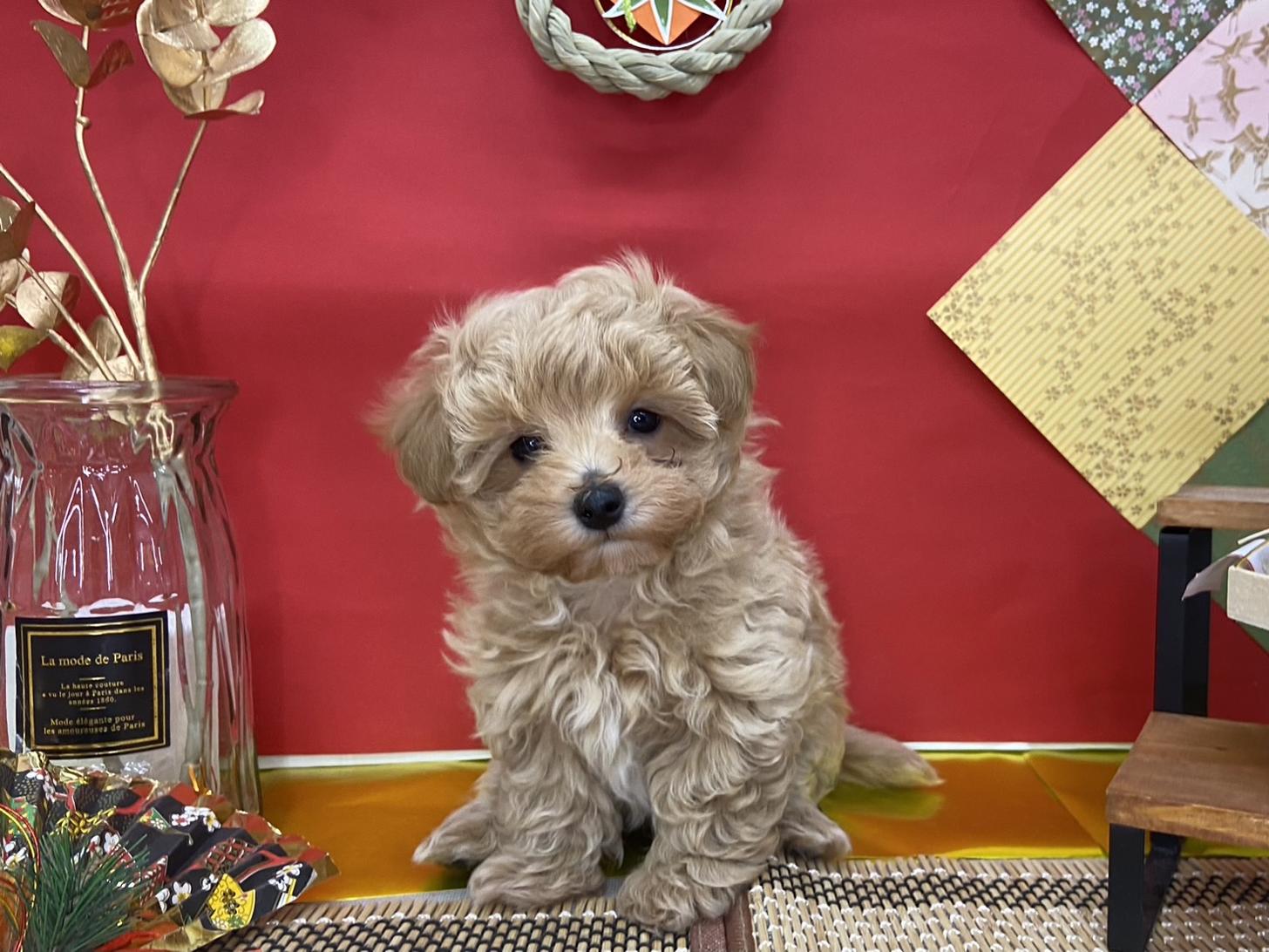 北海道のマルプー(マルチーズ×プードル) (ラブワンコ カインズ大曲店/2025年11月10日生まれ/男の子/アプリコット)の子犬