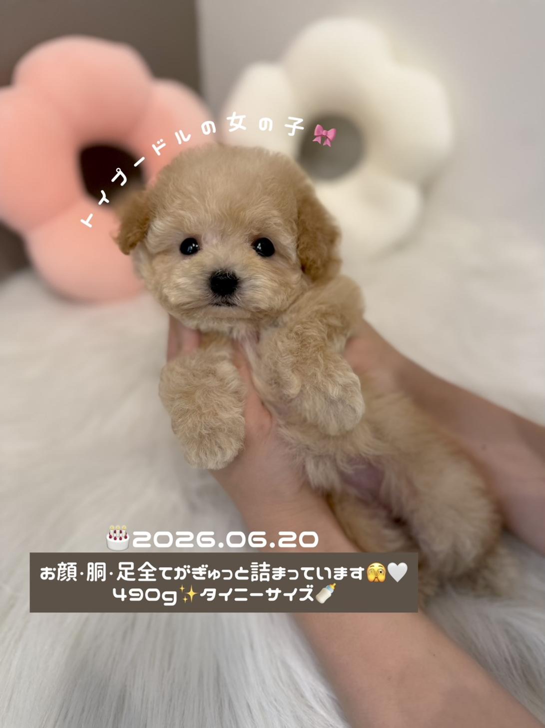 埼玉県のトイプードル(タイニー) (PETSHOP FATIS/2026年6月20日生まれ/女の子/アプリコット)の子犬の1枚目の画像