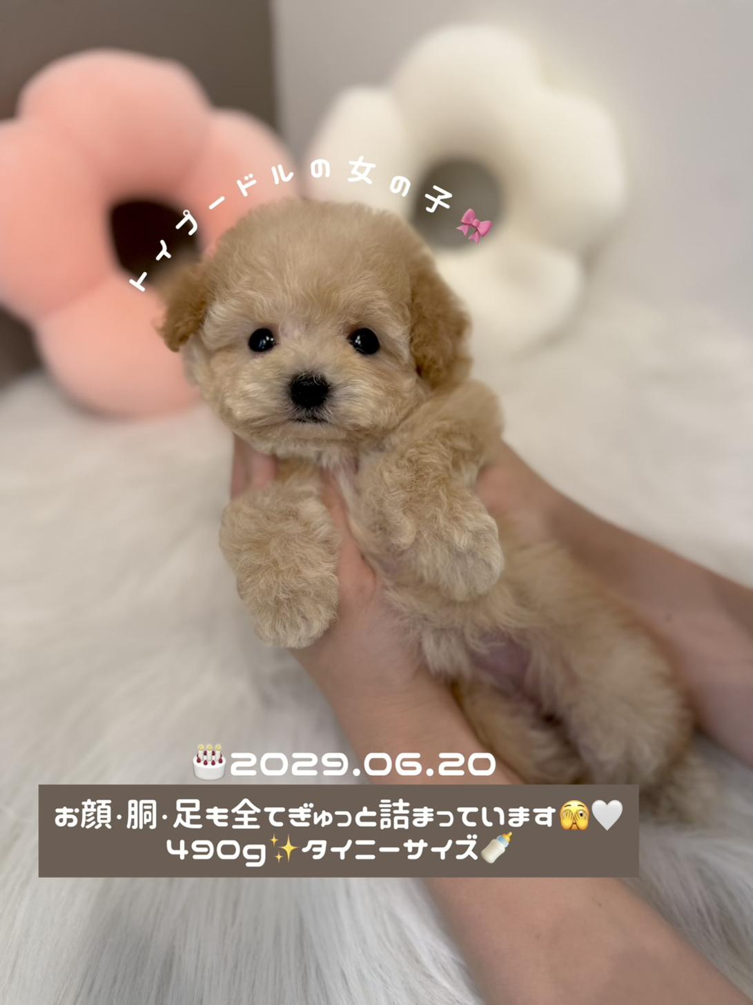 埼玉県のトイプードル(タイニー) (PETSHOP FATIS/2026年6月20日生まれ/女の子/アプリコット)の子犬の1枚目の画像