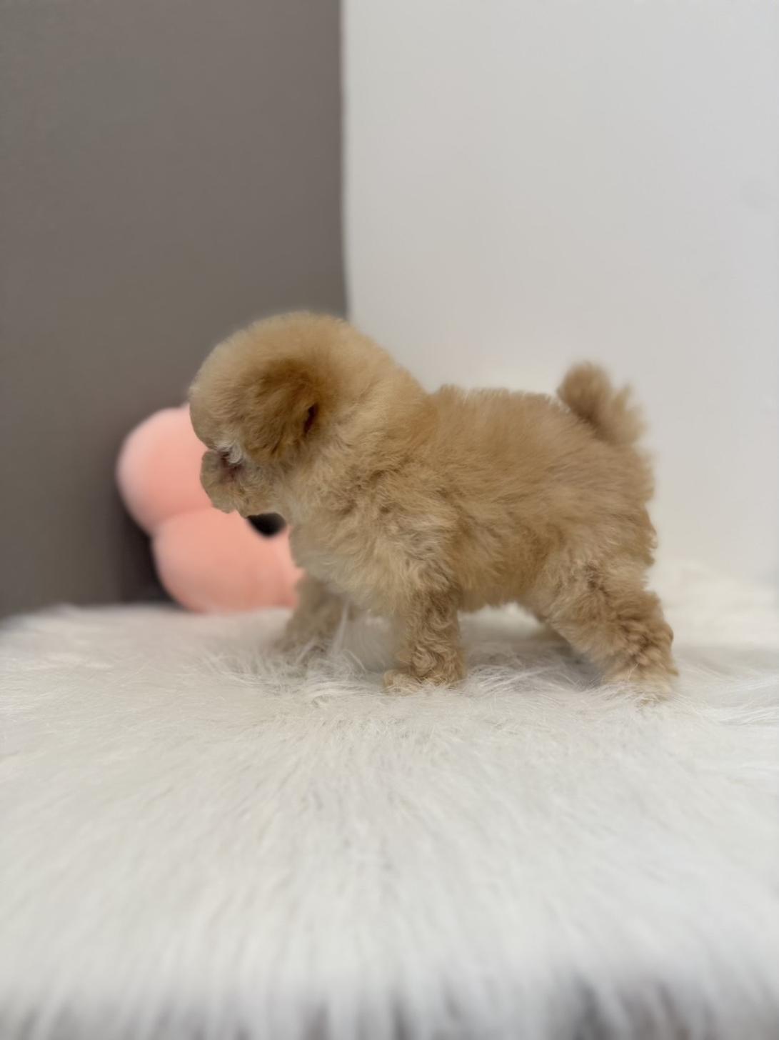 埼玉県のトイプードル(タイニー) (PETSHOP FATIS/2026年6月20日生まれ/女の子/アプリコット)の子犬の3枚目の画像