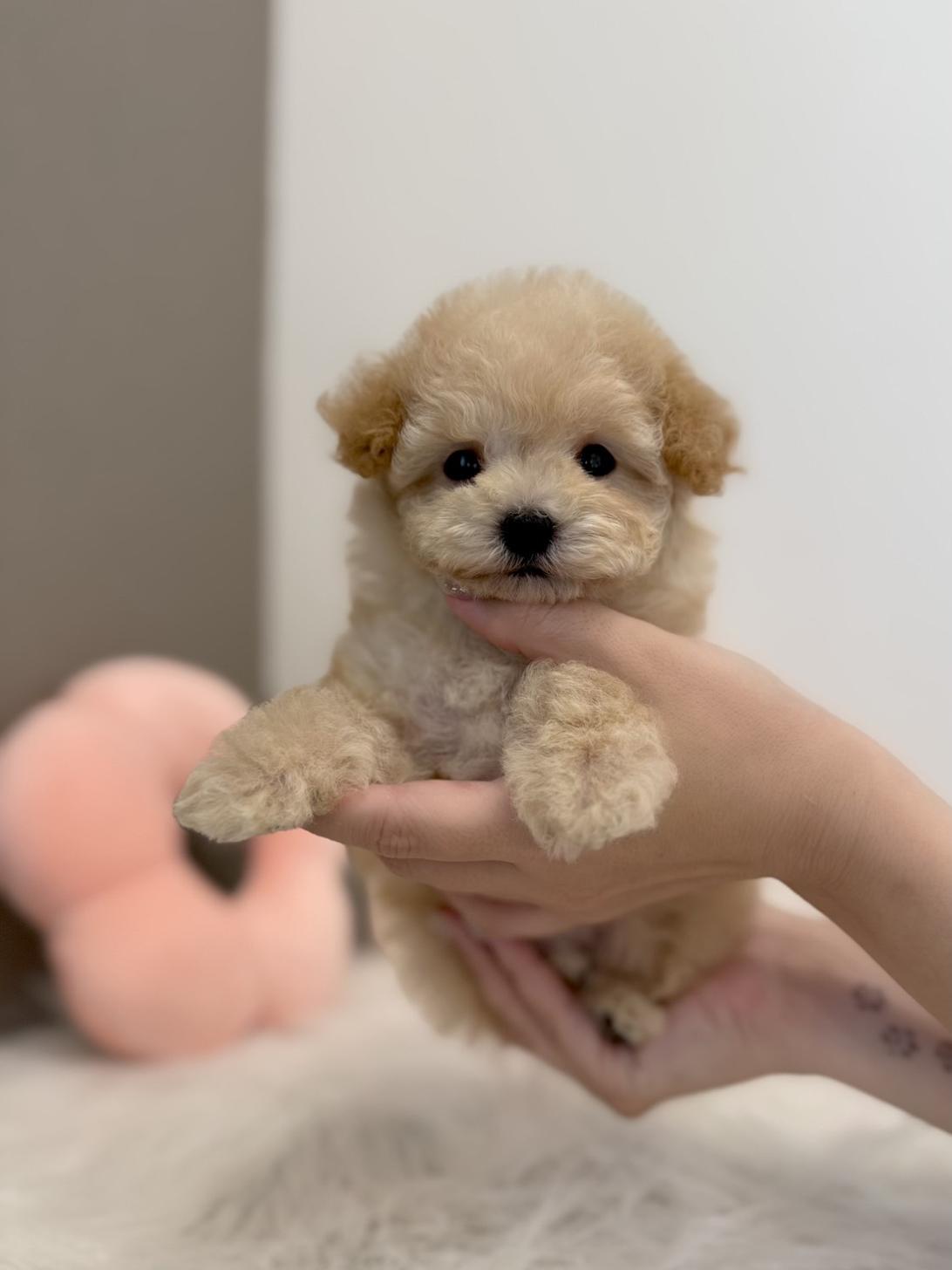 埼玉県のトイプードル(タイニー) (PETSHOP FATIS/2026年6月20日生まれ/女の子/アプリコット)の子犬の4枚目の画像