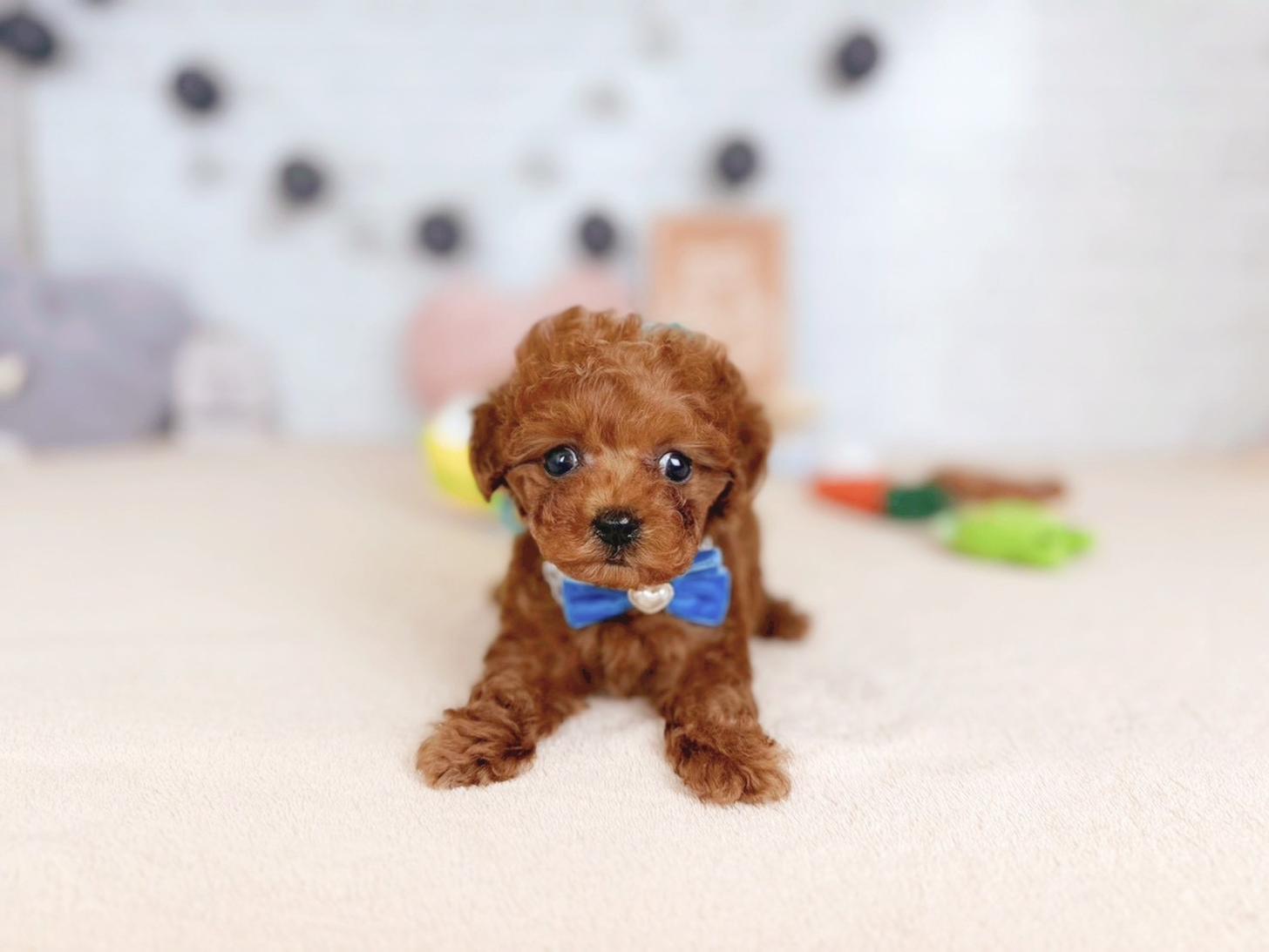 北海道のトイプードル(タイニー) (ペットショップだんぼ/2025年10月30日生まれ/男の子/レッド)の子犬の1枚目の画像