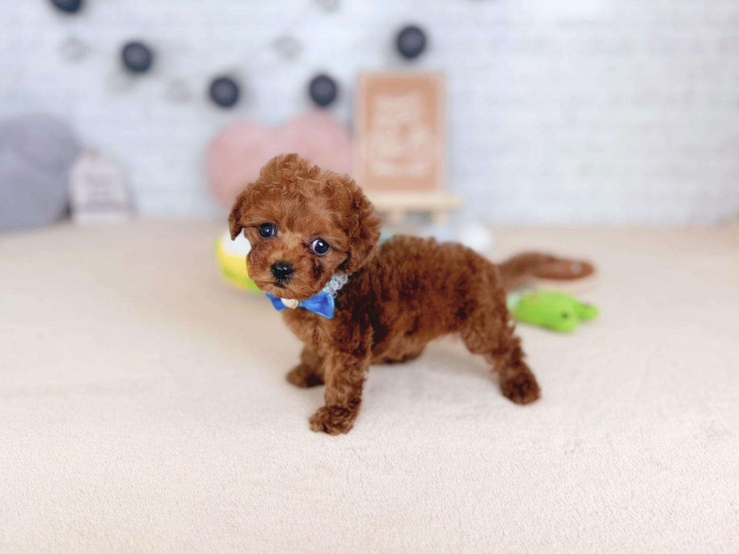 北海道のトイプードル(タイニー) (ペットショップだんぼ/2025年10月30日生まれ/男の子/レッド)の子犬の2枚目の画像