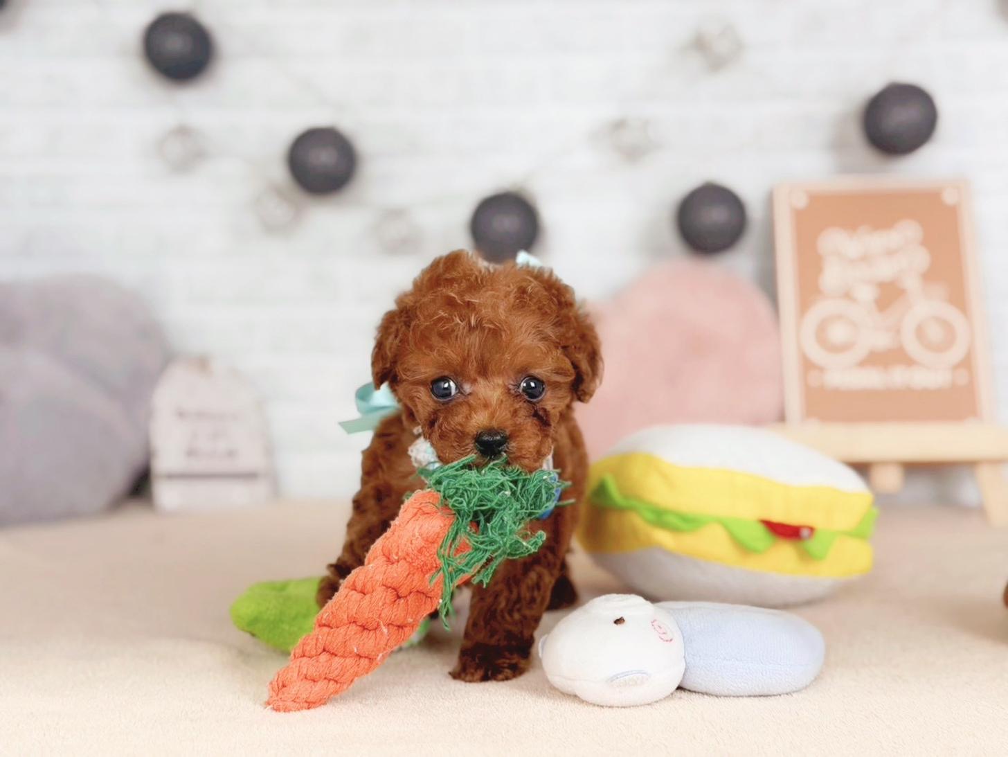 北海道のトイプードル(タイニー) (ペットショップだんぼ/2025年10月30日生まれ/男の子/レッド)の子犬の3枚目の画像