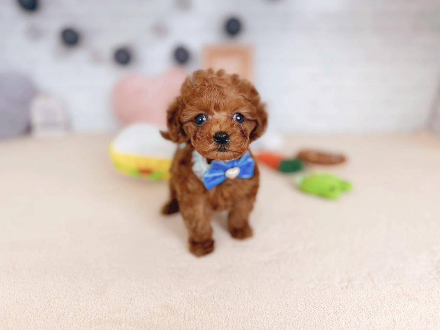 北海道のトイプードル(タイニー) (ペットショップだんぼ/2025年10月30日生まれ/男の子/レッド)の子犬の4枚目の画像