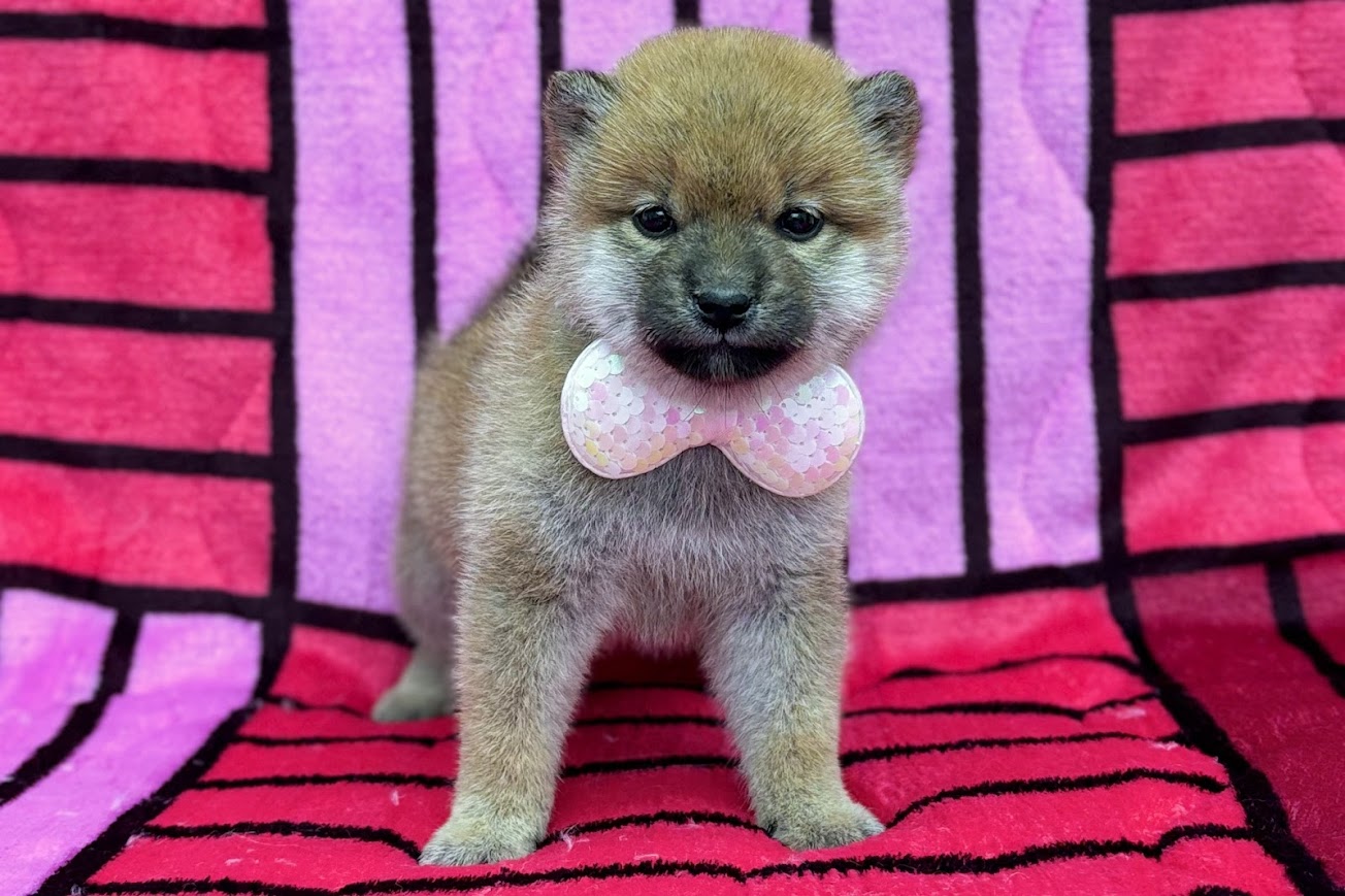 愛知県の柴犬(標準サイズ) (ハピースペット鳴海店/2025年1月15日生まれ/女の子/赤)の子犬