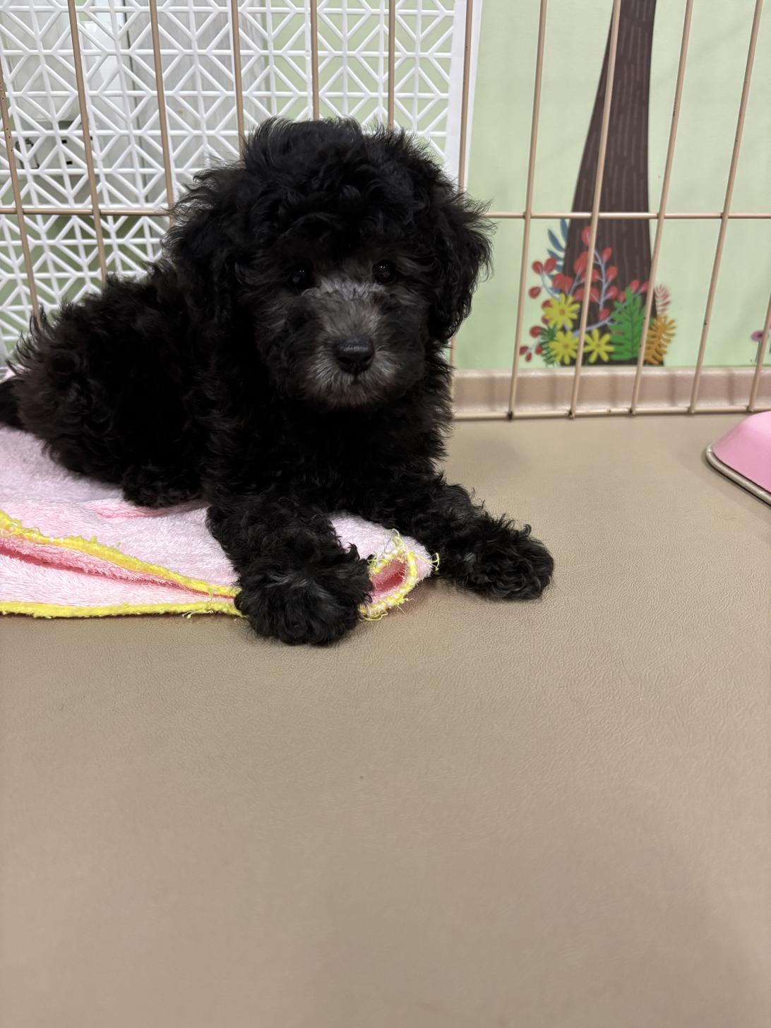 愛知県のタイニープードル (子いぬの足あと/2025年5月13日生まれ/男の子/シルバー)の子犬