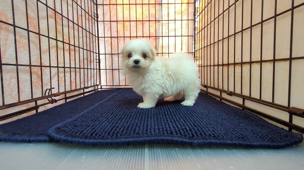 茨城県のマルチーズ (ペットショップスズキ/2025年12月11日生まれ/男の子/ホワイト)の子犬の2枚目の画像