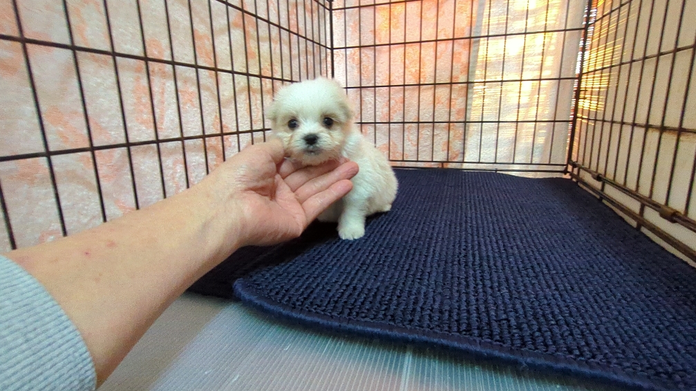 茨城県のマルチーズ (ペットショップスズキ/2025年12月11日生まれ/男の子/ホワイト)の子犬の3枚目の画像