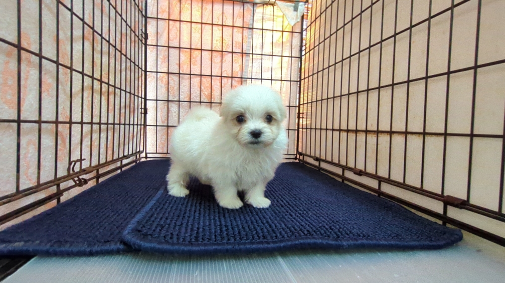 茨城県のマルチーズ (ペットショップスズキ/2025年12月11日生まれ/男の子/ホワイト)の子犬の4枚目の画像