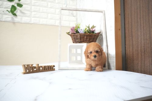 滋賀県のトイプードル(タイニー) (いっぷく湖南店/2025年10月1日生まれ/女の子/レッドフォーン)の子犬の1枚目の画像