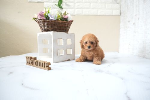 滋賀県のトイプードル(タイニー) (いっぷく湖南店/2025年10月1日生まれ/女の子/レッドフォーン)の子犬の2枚目の画像