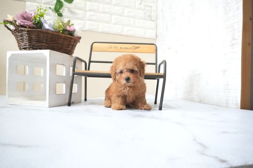 滋賀県のトイプードル(タイニー) (いっぷく湖南店/2025年10月1日生まれ/女の子/レッドフォーン)の子犬の3枚目の画像