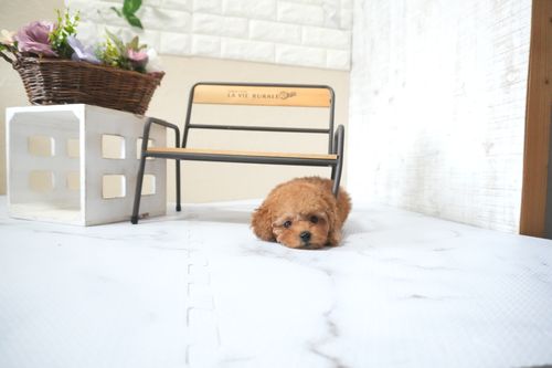 滋賀県のトイプードル(タイニー) (いっぷく湖南店/2025年10月1日生まれ/女の子/レッドフォーン)の子犬の4枚目の画像