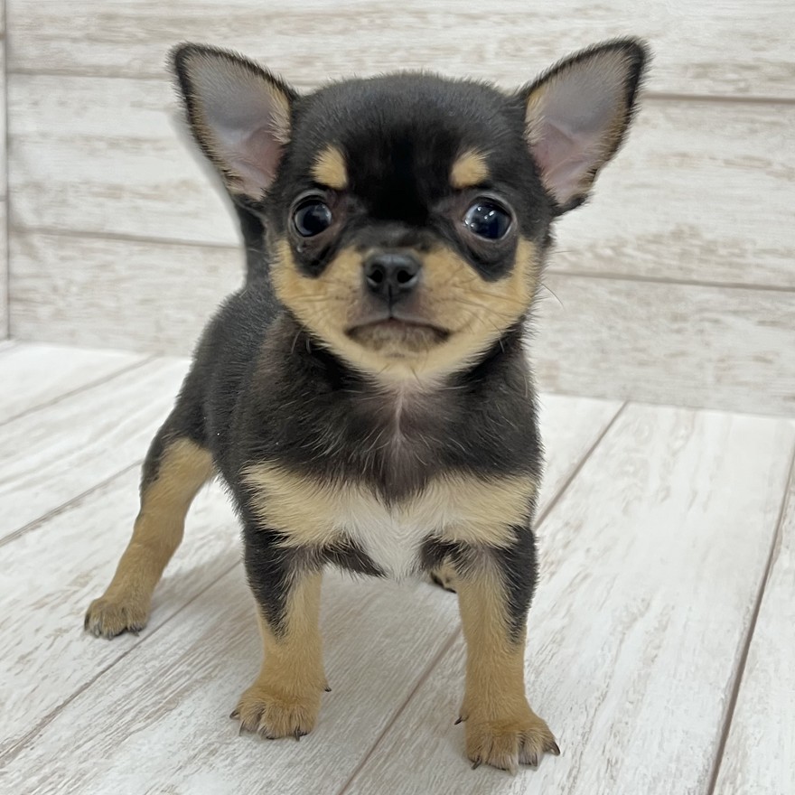 千葉県のチワワ(スムース) (ペピカファミリー松戸店/2025年12月6日生まれ/男の子/ブラックタンホワイト)の子犬の1枚目の画像