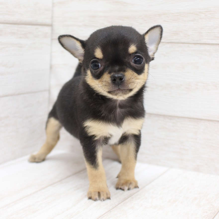 千葉県のチワワ(スムース) (ペピカファミリー松戸店/2025年12月6日生まれ/男の子/ブラックタンホワイト)の子犬の2枚目の画像