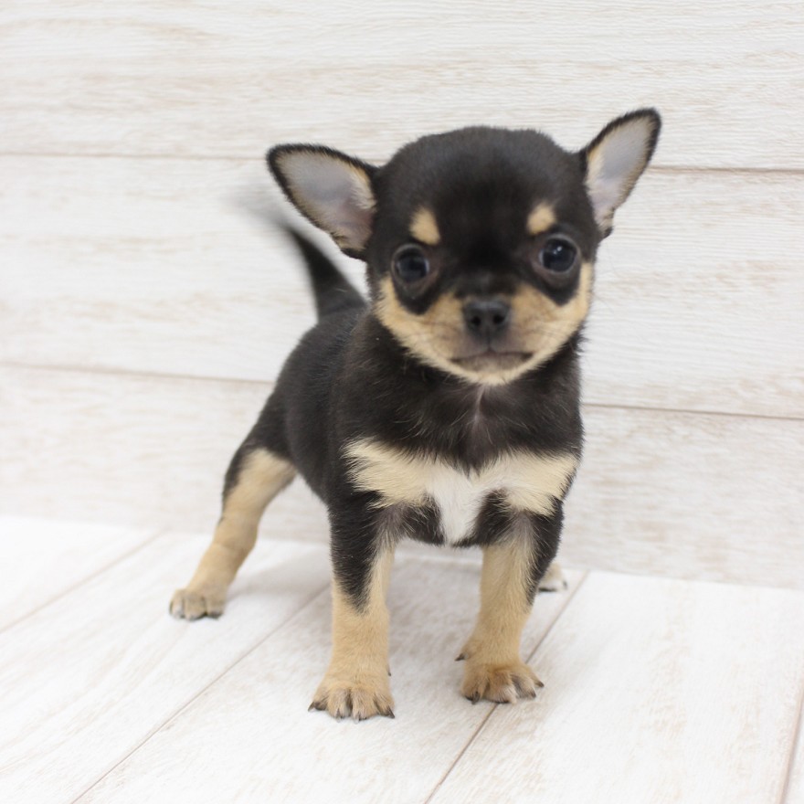 千葉県のチワワ(スムース) (ペピカファミリー松戸店/2025年12月6日生まれ/男の子/ブラックタンホワイト)の子犬の3枚目の画像