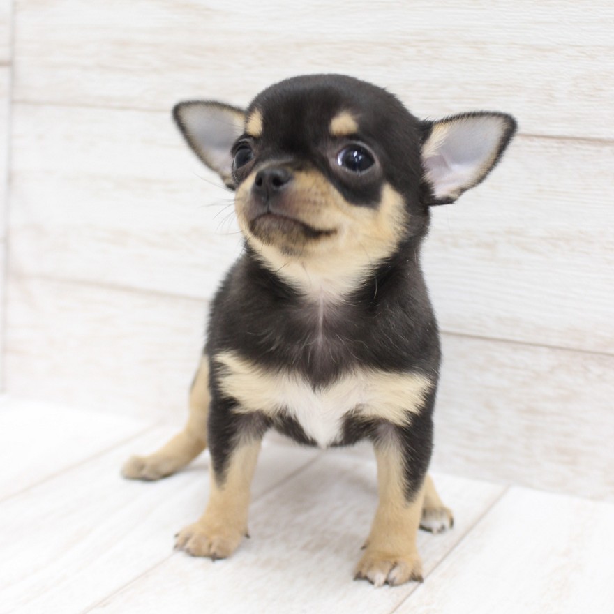 千葉県のチワワ(スムース) (ペピカファミリー松戸店/2025年12月6日生まれ/男の子/ブラックタンホワイト)の子犬の4枚目の画像