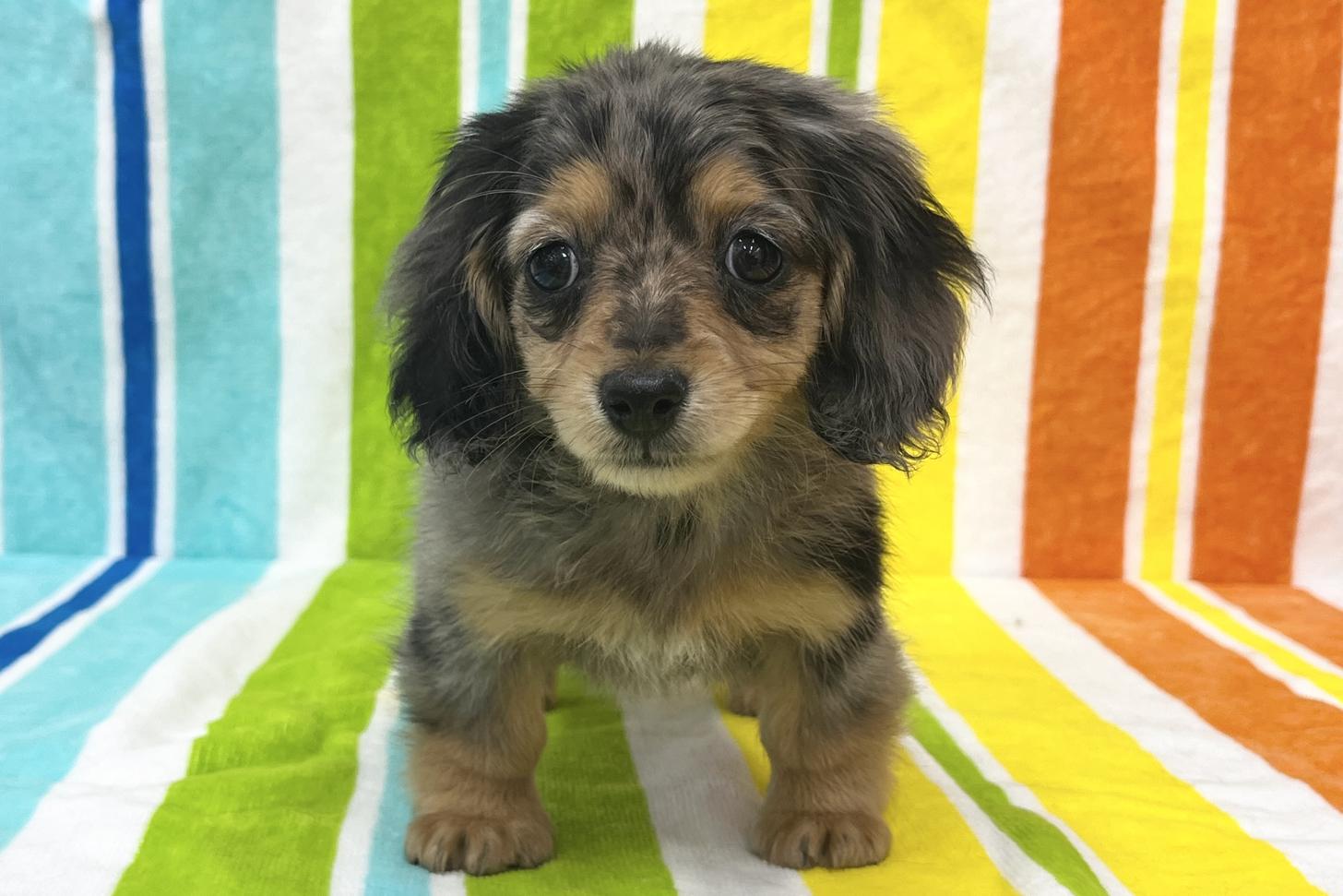 愛知県のミニチュアダックスフンド(ロング) (ハピースペット一宮三条アミーゴ店/2026年1月15日生まれ/女の子/シルバーダップル)の子犬の1枚目の画像