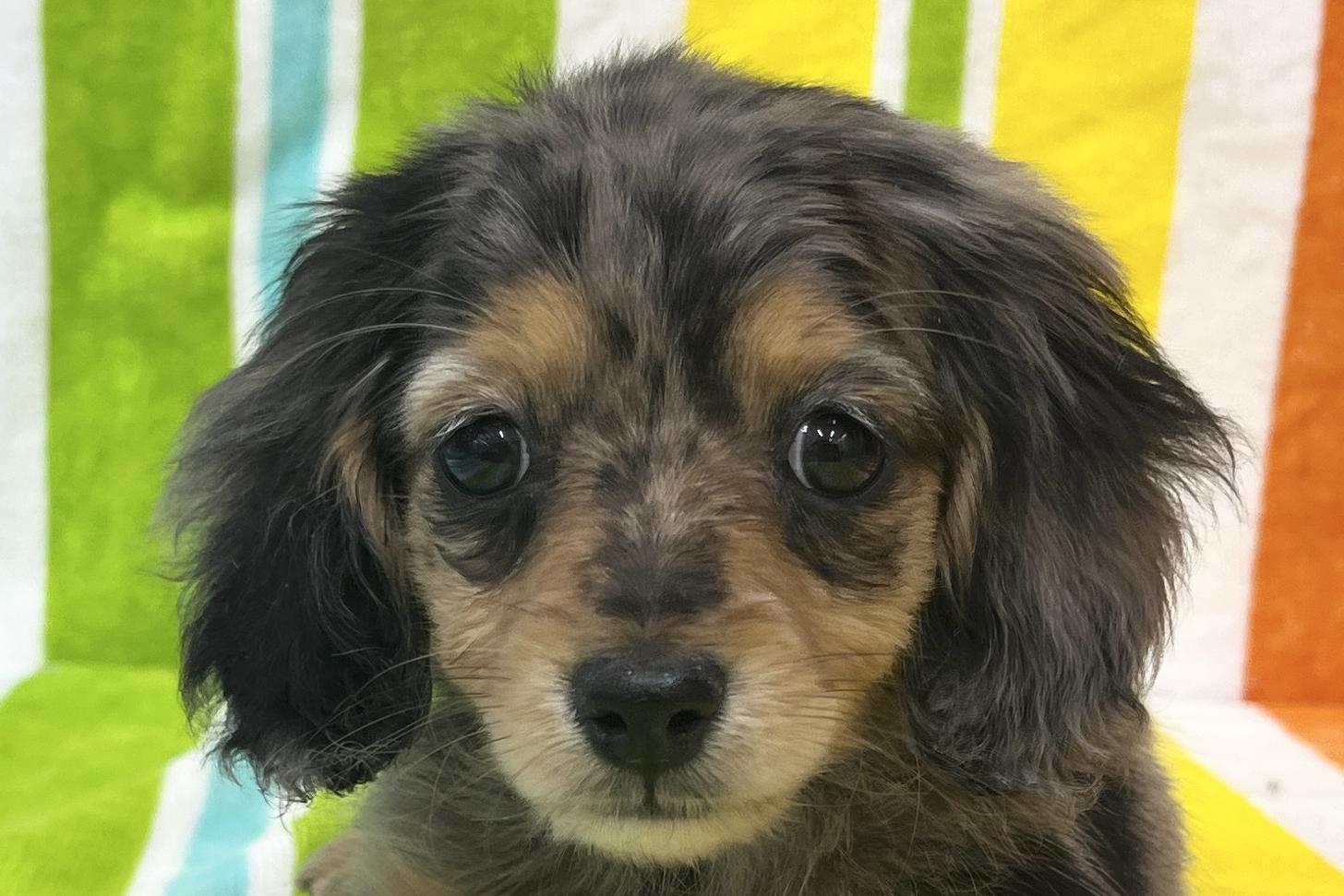 愛知県のミニチュアダックスフンド(ロング) (ハピースペット一宮三条アミーゴ店/2026年1月15日生まれ/女の子/シルバーダップル)の子犬の2枚目の画像