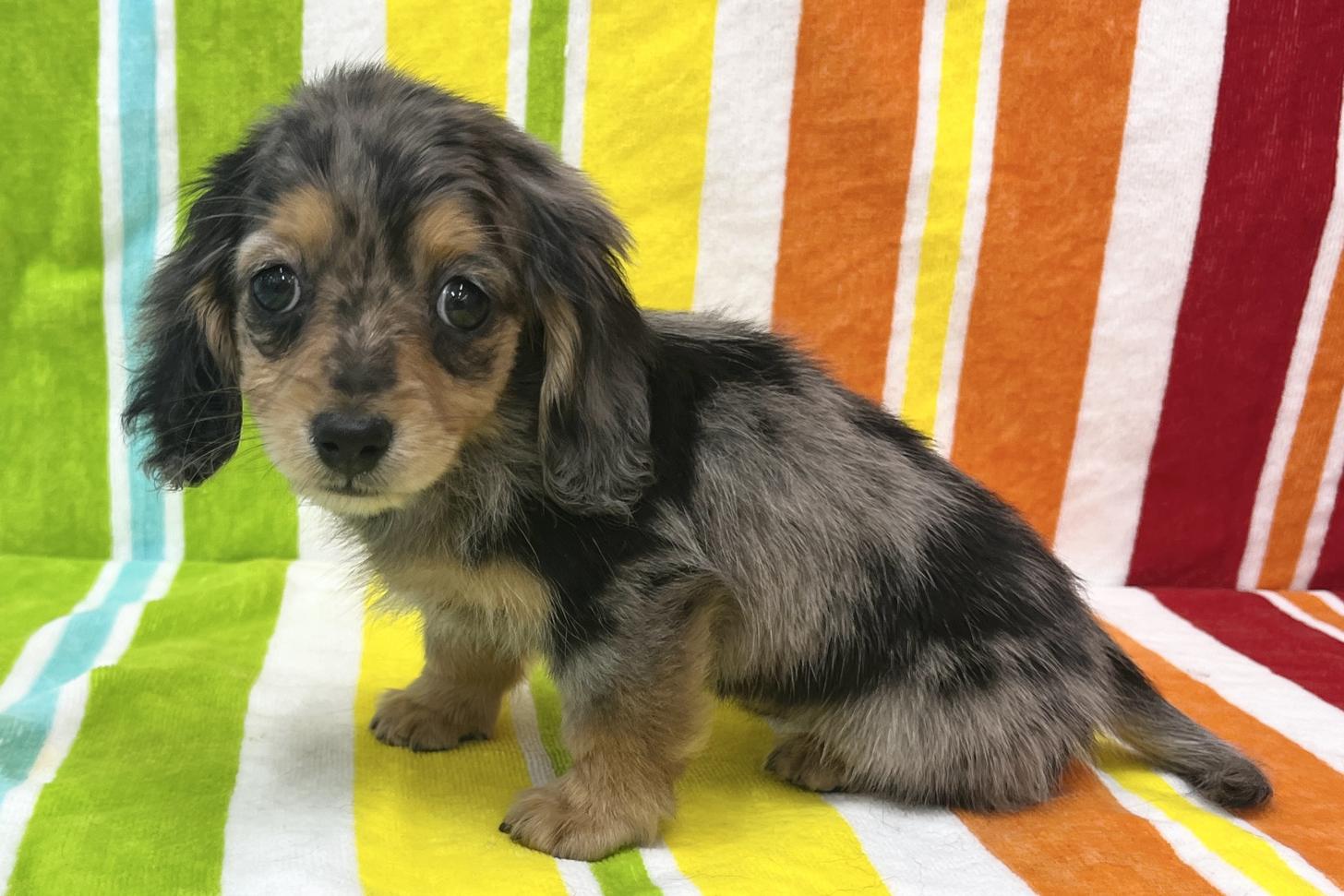 愛知県のミニチュアダックスフンド(ロング) (ハピースペット一宮三条アミーゴ店/2026年1月15日生まれ/女の子/シルバーダップル)の子犬の3枚目の画像