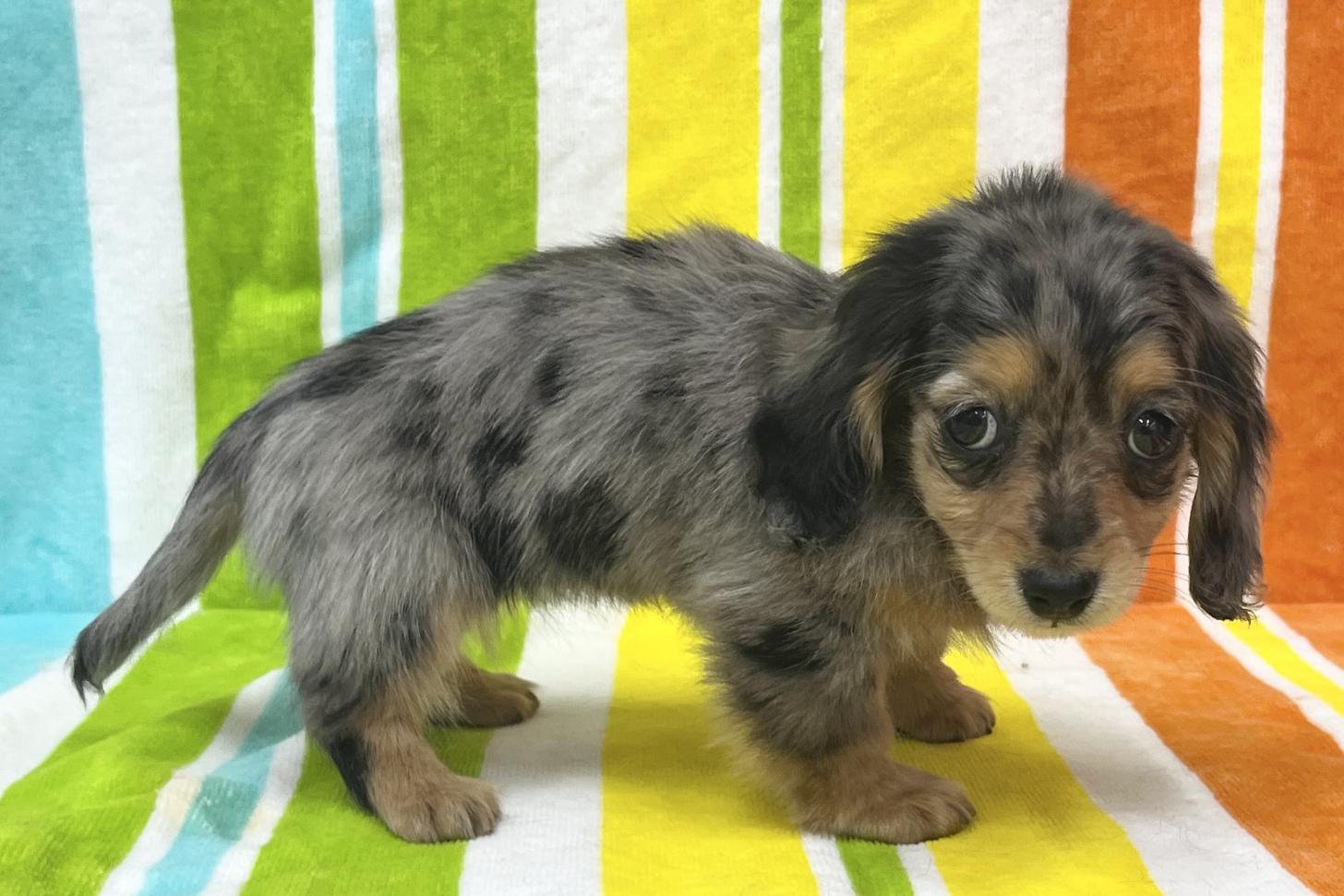 愛知県のミニチュアダックスフンド(ロング) (ハピースペット一宮三条アミーゴ店/2026年1月15日生まれ/女の子/シルバーダップル)の子犬の4枚目の画像