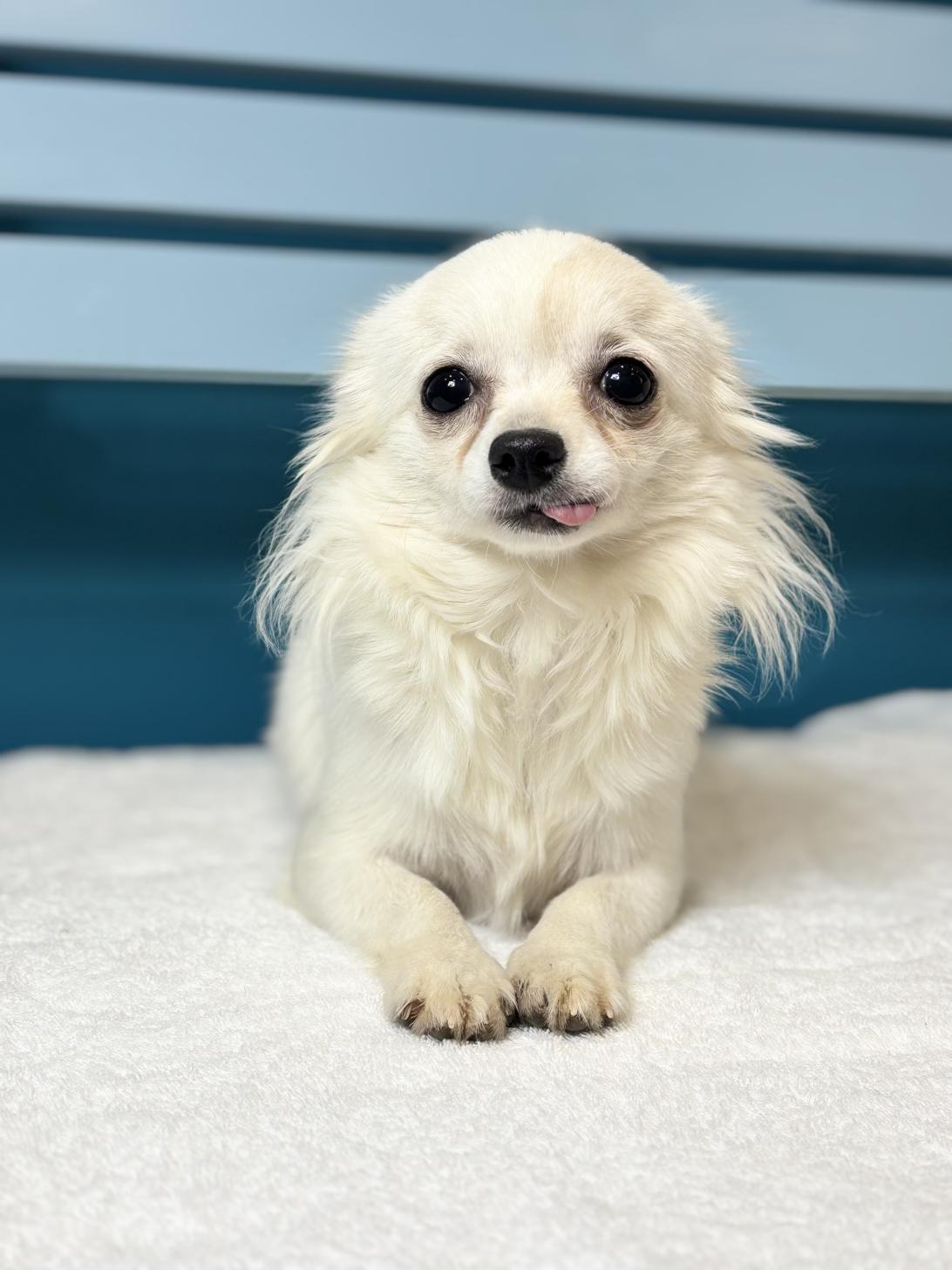 埼玉県のチワワ(ロング) (ペッツスマイル加須インター店/2025年6月13日生まれ/女の子/ホワイトクリーム)の子犬の1枚目の画像