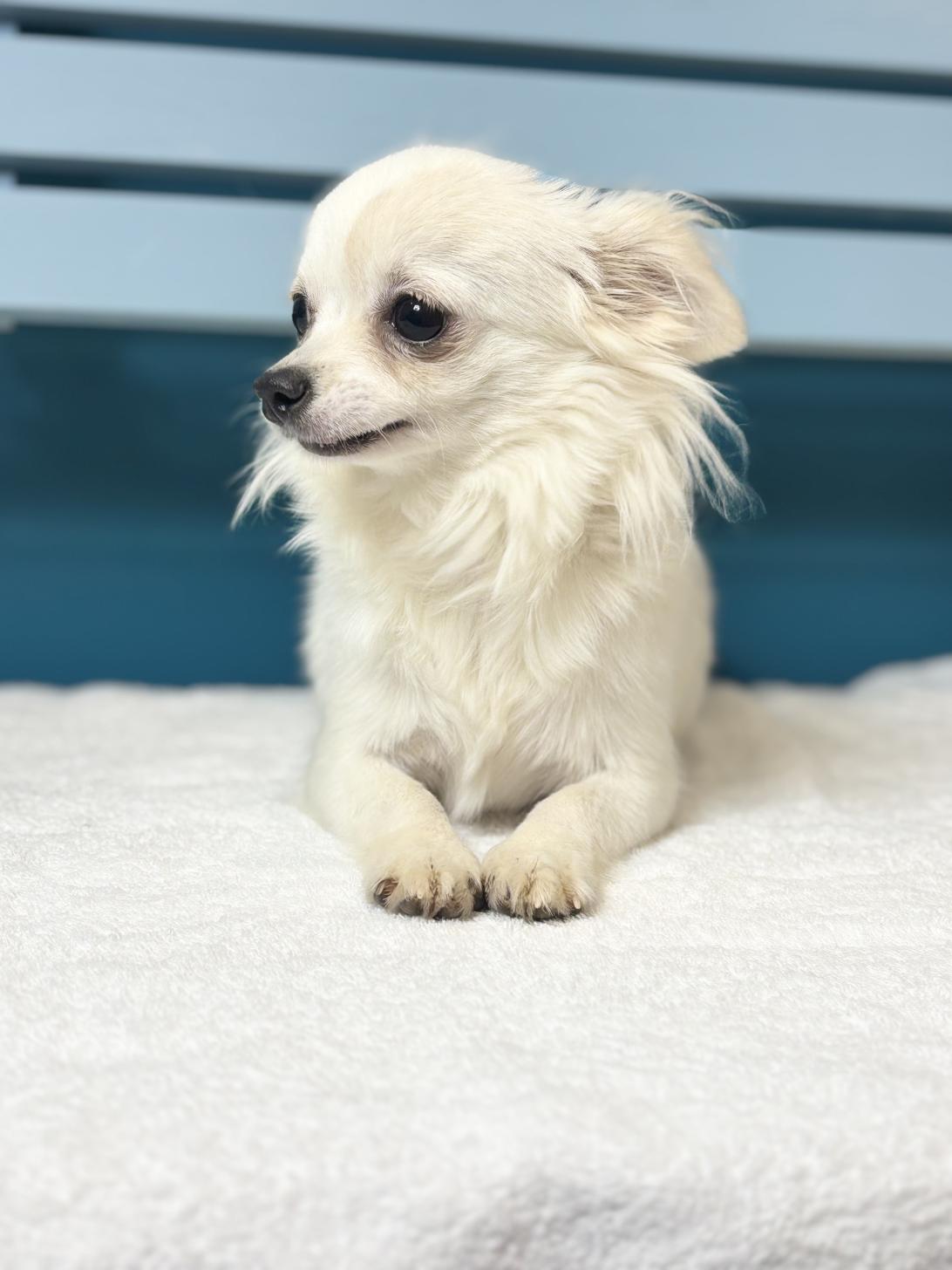 埼玉県のチワワ(ロング) (ペッツスマイル加須インター店/2025年6月13日生まれ/女の子/ホワイトクリーム)の子犬の2枚目の画像