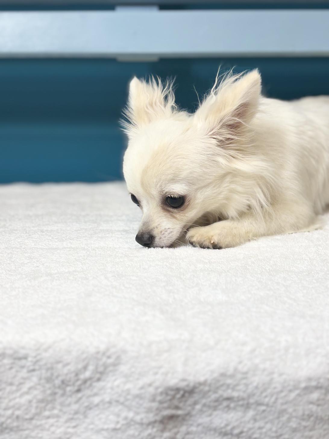 埼玉県のチワワ(ロング) (ペッツスマイル加須インター店/2025年6月13日生まれ/女の子/ホワイトクリーム)の子犬の3枚目の画像