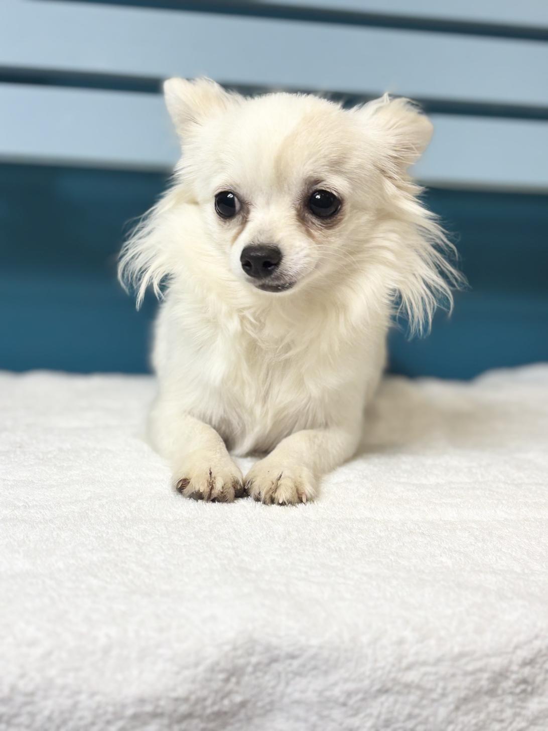 埼玉県のチワワ(ロング) (ペッツスマイル加須インター店/2025年6月13日生まれ/女の子/ホワイトクリーム)の子犬の4枚目の画像