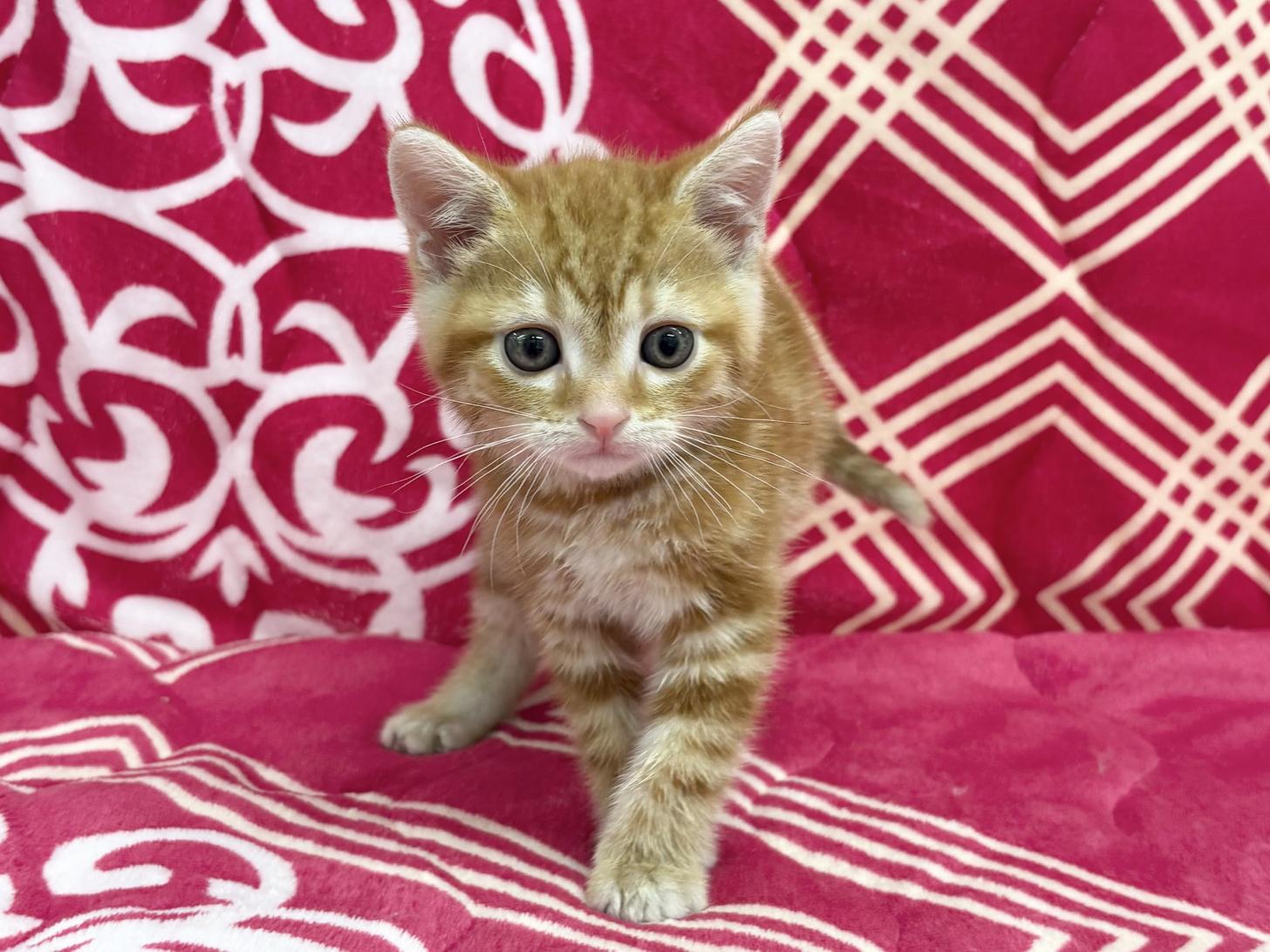 愛知県のアメリカンショートヘアー (ハピースペット春日井アミーゴ店/2026年1月25日生まれ/男の子/レッドタビー)の子猫の1枚目の画像