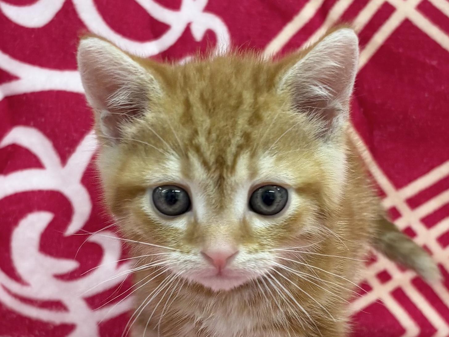 愛知県のアメリカンショートヘアー (ハピースペット春日井アミーゴ店/2026年1月25日生まれ/男の子/レッドタビー)の子猫の2枚目の画像