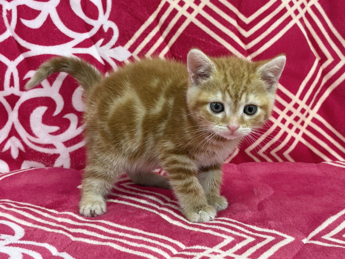 愛知県のアメリカンショートヘアー (ハピースペット春日井アミーゴ店/2026年1月25日生まれ/男の子/レッドタビー)の子猫の3枚目の画像