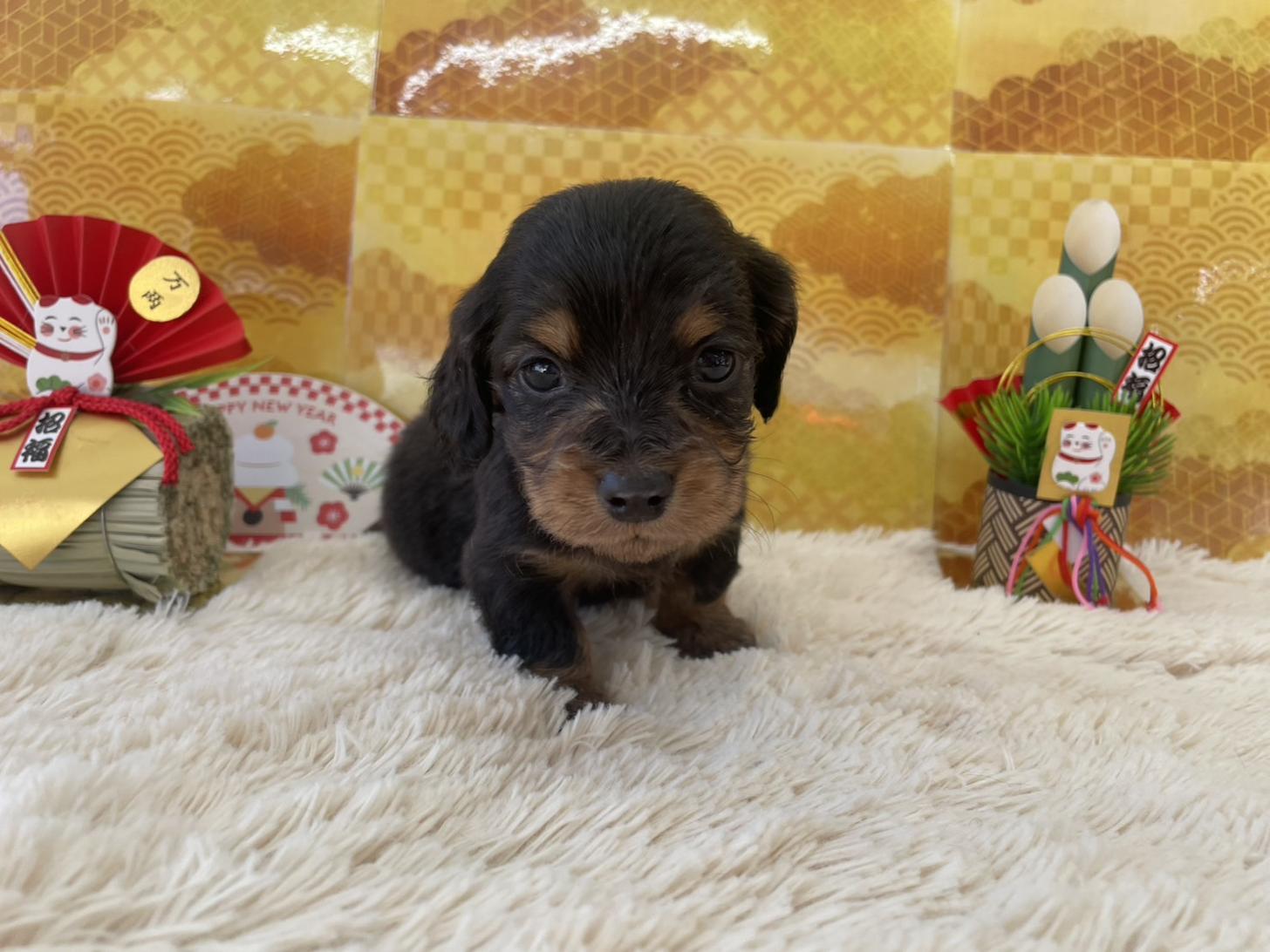 佐賀県のミニチュアダックスフンド(ロング) (スタードッグス新鳥栖店/2025年11月25日生まれ/女の子/ブラックタン)の子犬の1枚目の画像