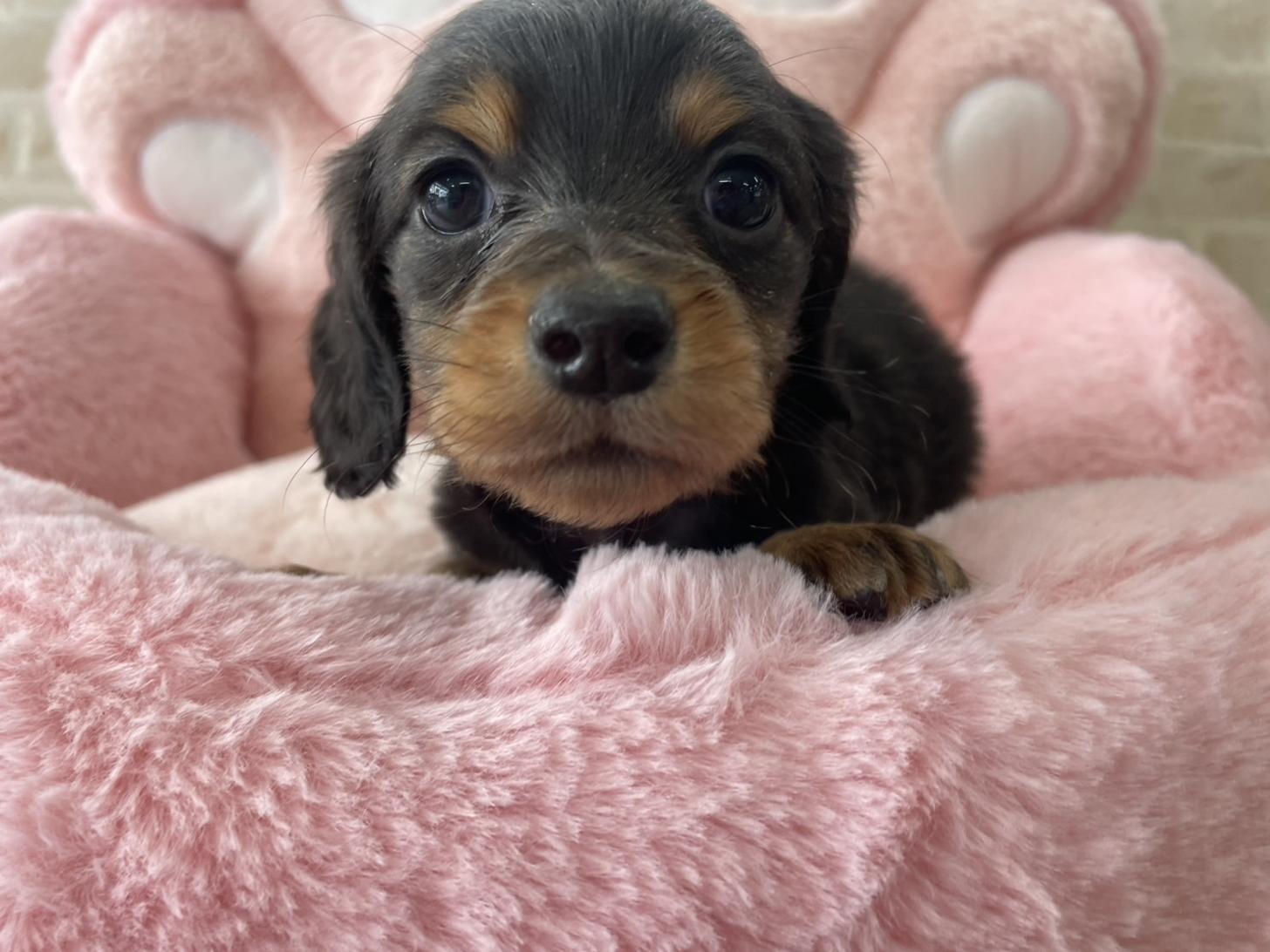 佐賀県のミニチュアダックスフンド(ロング) (スタードッグス新鳥栖店/2025年11月25日生まれ/女の子/ブラックタン)の子犬の1枚目の画像