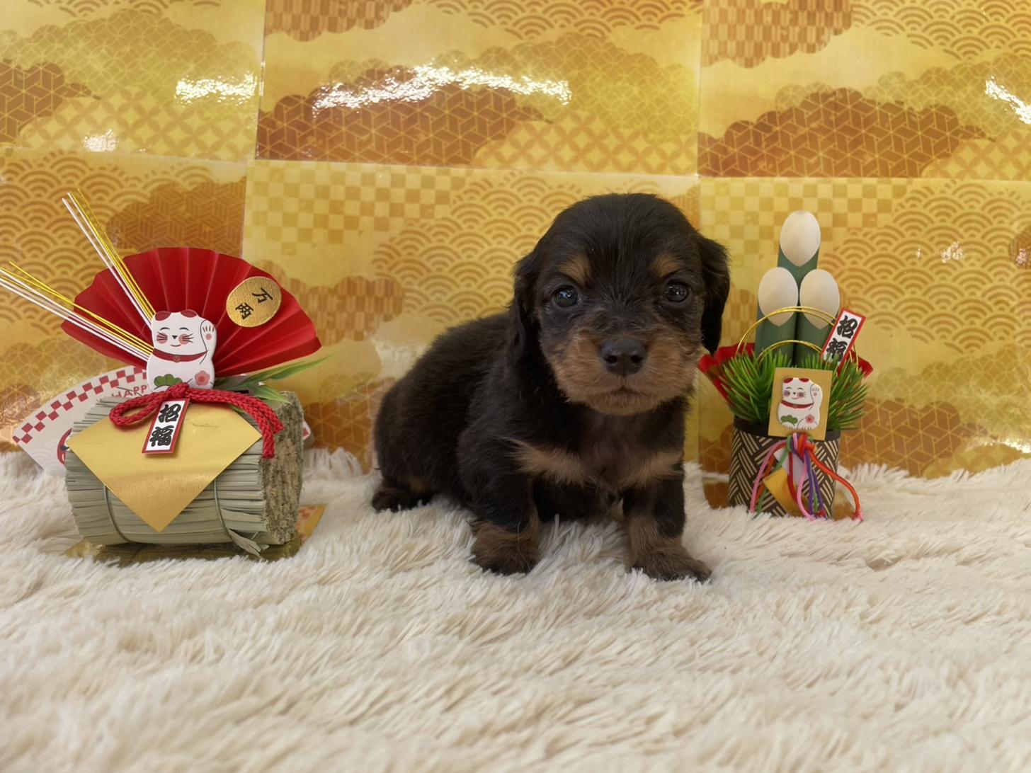 佐賀県のミニチュアダックスフンド(ロング) (スタードッグス新鳥栖店/2025年11月25日生まれ/女の子/ブラックタン)の子犬の2枚目の画像