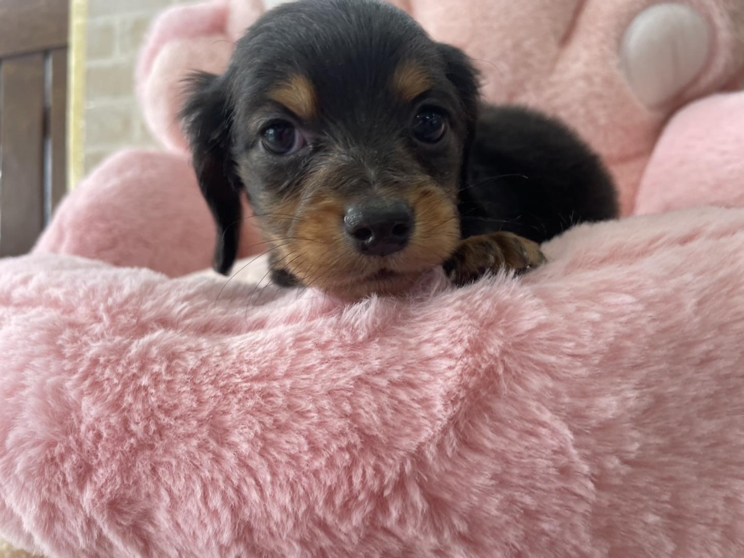 佐賀県のミニチュアダックスフンド(ロング) (スタードッグス新鳥栖店/2025年11月25日生まれ/女の子/ブラックタン)の子犬の2枚目の画像