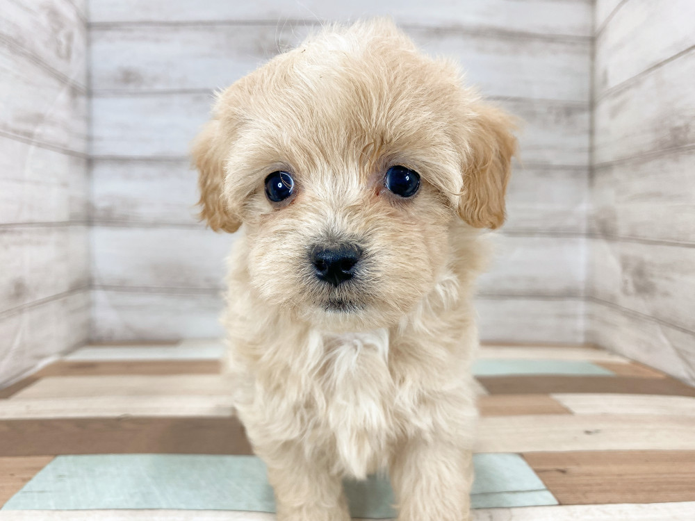 新潟県のマルプー(マルチーズ×プードル) (竹内ペット 新津本店/2025年8月11日生まれ/女の子/クリーム)の子犬の1枚目の画像